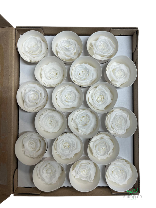 PRESERVED ROSES XS WHI-01