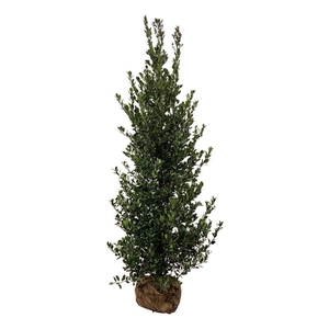 Ilex meserveae 'Heckenblau' PBR