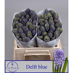 Hyac Delft Blue