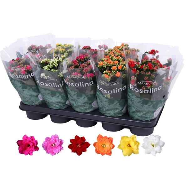 <h4>Kalanchoe Rosalina 12cm mix</h4>