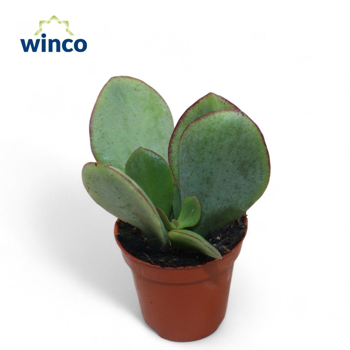 <h4>Cotyledon Mint Truffles</h4>