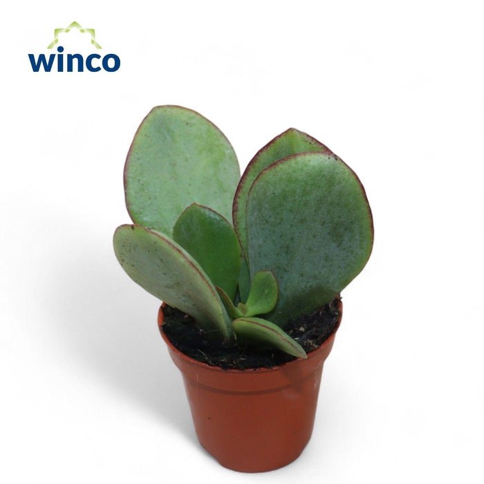 <h4>Cotyledon Mint Truffles</h4>