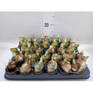 Narcissus  'Tete a tete'