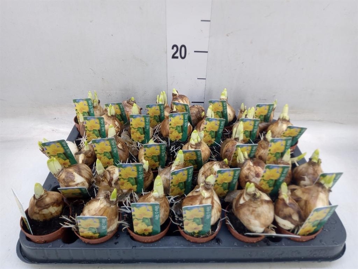 <h4>Narcissus 'Tete a tete'</h4>