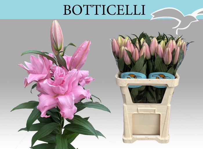 <h4>LI OR DU OVERIG</h4>