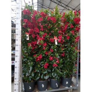 Mandevilla sand. 'SumStar Red'
