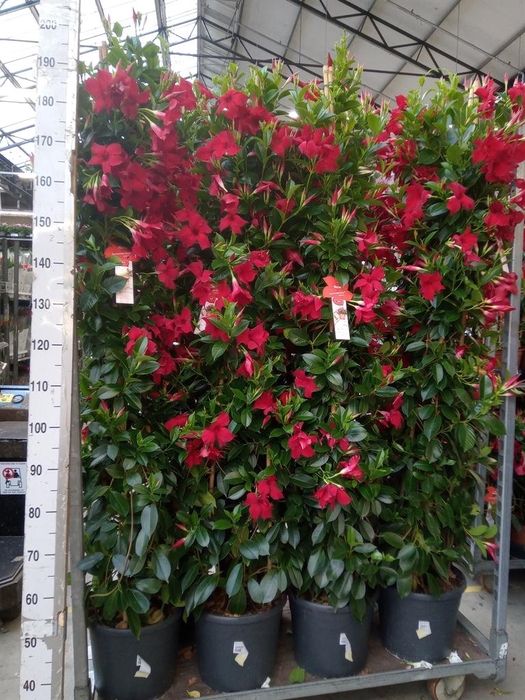 <h4>Mandevilla sand. 'SumStar Red'</h4>