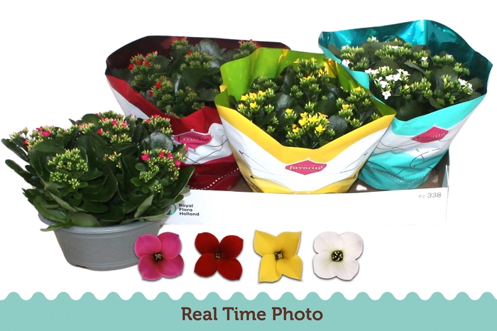 <h4>KAL EN GEM 4 KL</h4>