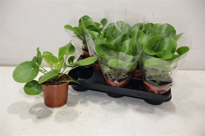 <h4>Pilea Peperomioides</h4>