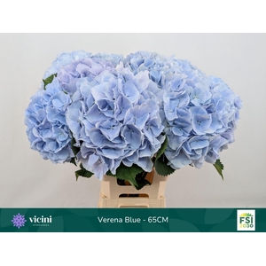Hydrangea  'Verena Blue'