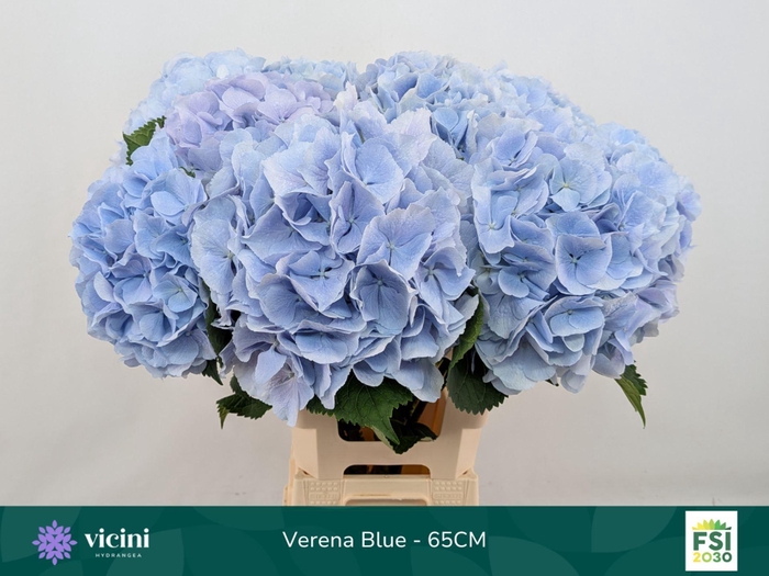 <h4>Hydrangea  'Verena Blue'</h4>