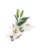 Lilium White