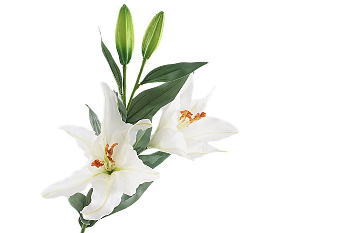 Lilium White