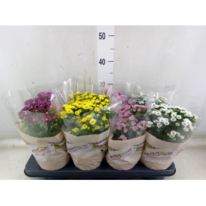 Chrysanthemum  'Madiba'  ...mix