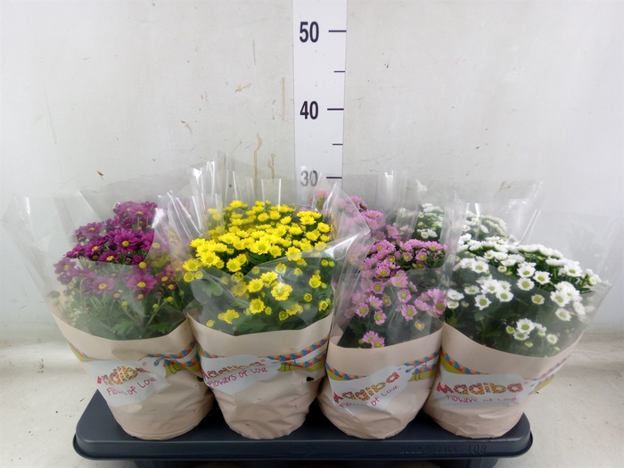<h4>Chrysanthemum  'Madiba'  ...mix</h4>