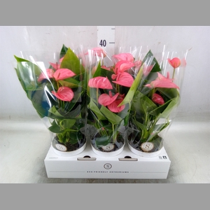 Anthurium andr. 'Pink Champion'