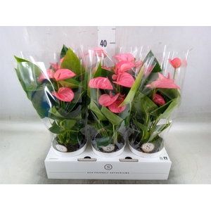 Anthurium andr. 'Pink Champion'