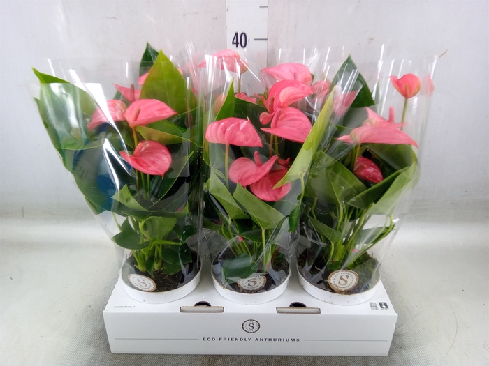 <h4>Anthurium andr. 'Pink Champion'</h4>