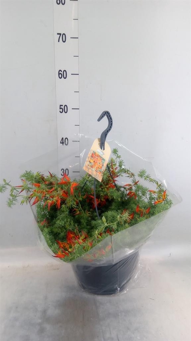 <h4>Lotus corniculatus</h4>