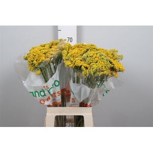 Achil F Parker Variety