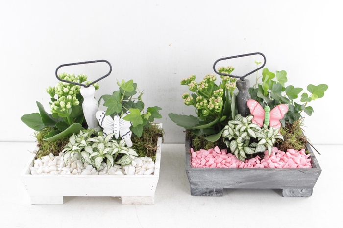 <h4>ARR2 PL ETAGERE VIERKANT - ROZE/WIT</h4>