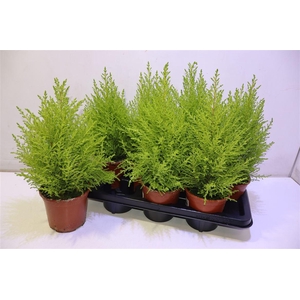 arr8 Cupr Ma Goldc Wilma