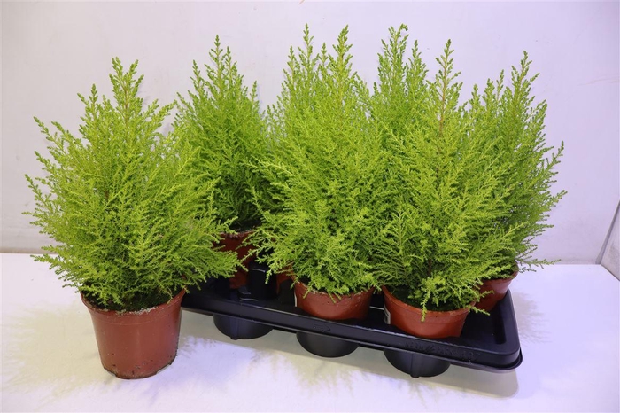 <h4>arr8 Cupr Ma Goldc Wilma</h4>