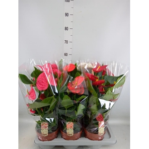 Anthurium   ...mix 4