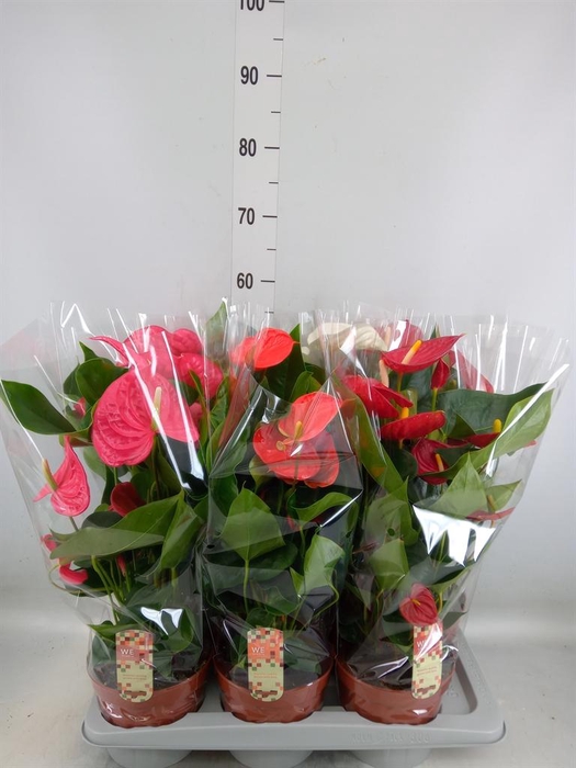 <h4>Anthurium   ...mix 4</h4>