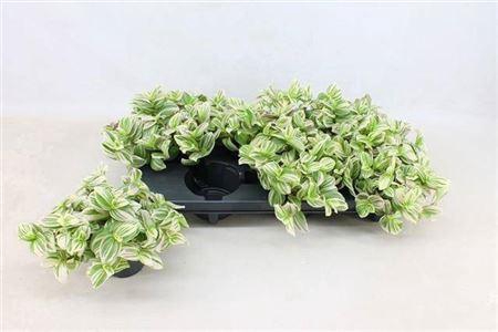 ****trad Variegata*****