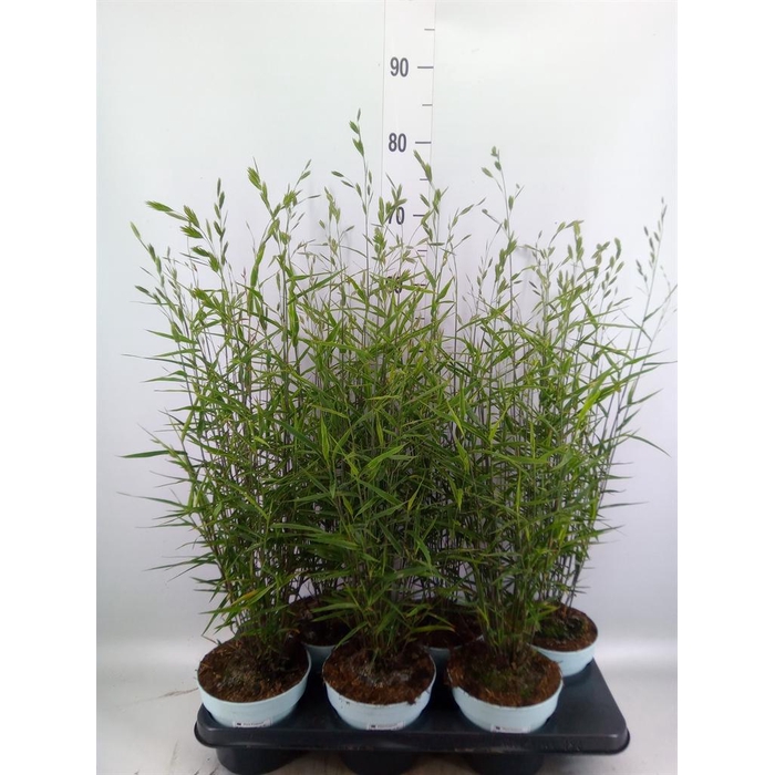 <h4>Vaste pltn   ...       [Perennials]</h4>