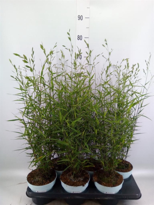 <h4>Vaste pltn   ...       [Perennials]</h4>