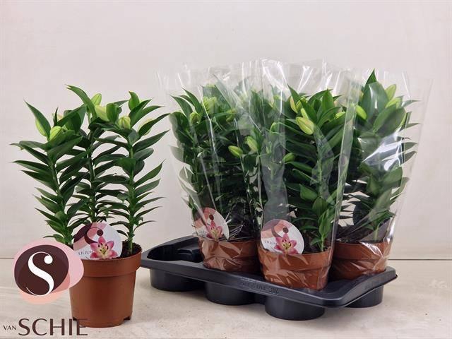 <h4>LIL OR SOUVENIR</h4>