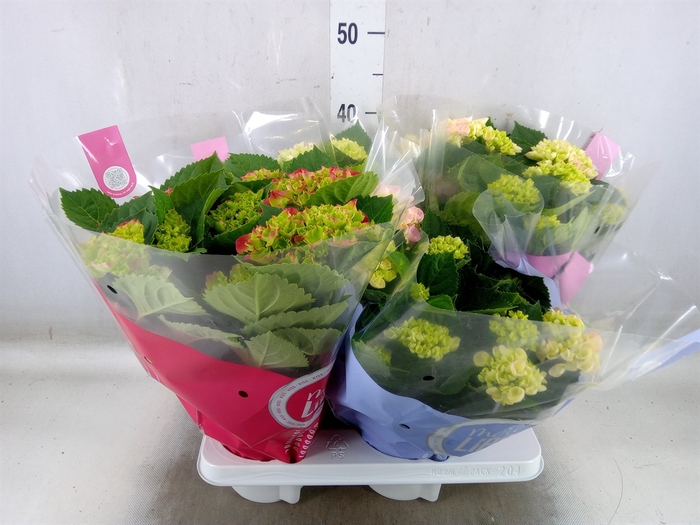 <h4>Hydrangea mac.   ...mix</h4>