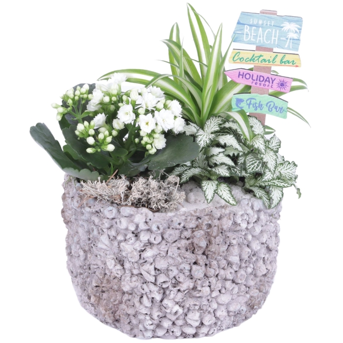 <h4>Opm Maritime Arr. Indoor Ceramic Pot Round Barnacl</h4>