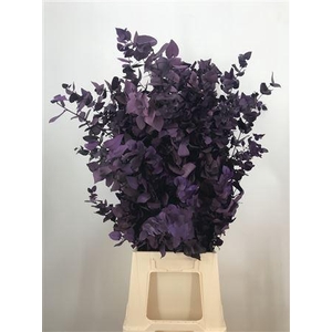 Dr Stuart Stab Violet