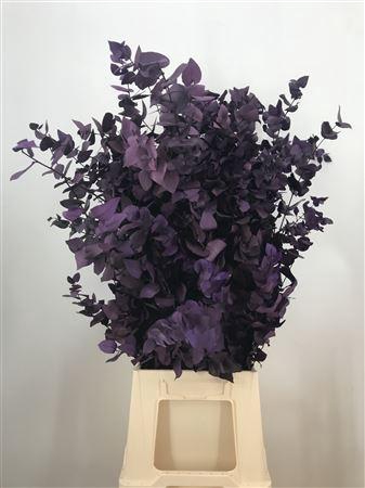 <h4>Dr Stuart Stab Violet</h4>