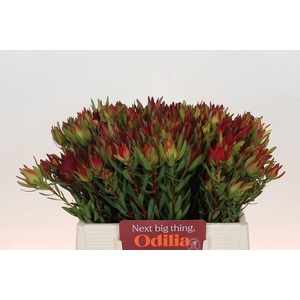 Leucadendron Yellow Blush