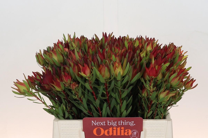 Leucadendron Yellow Blush