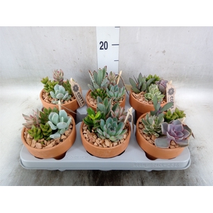 Arr.  Succulents L%
