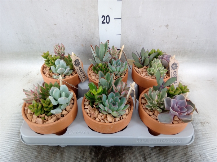 <h4>Arr.  Succulents L%</h4>