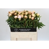 Paeonia Chiffon Parfait