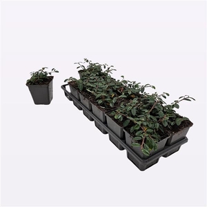 Cotoneaster dammeri 'Miranda'