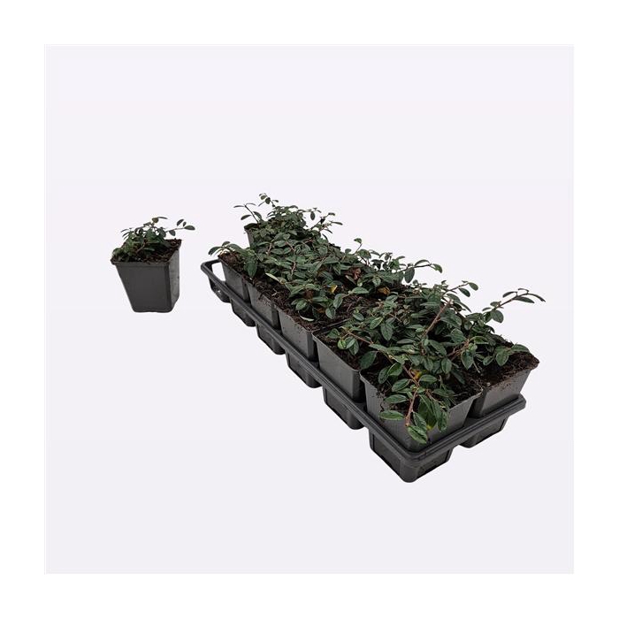 <h4>Cotoneaster dammeri 'Miranda'</h4>