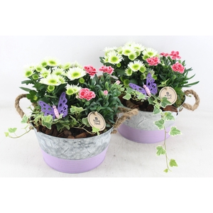 arr4 Outdoor PL - Zink rond vlinder lila