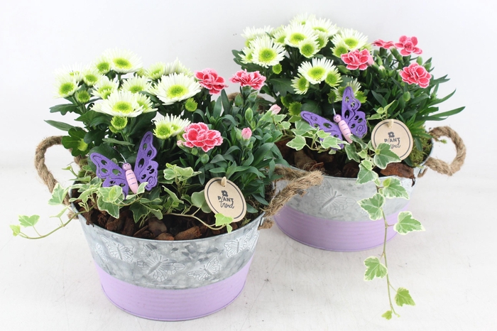 <h4>arr4 Outdoor PL - Zink rond vlinder lila</h4>