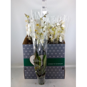 Phalaenopsis   ...white