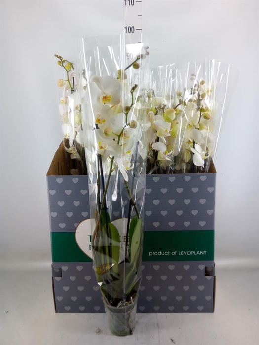 <h4>Phalaenopsis   ...white</h4>