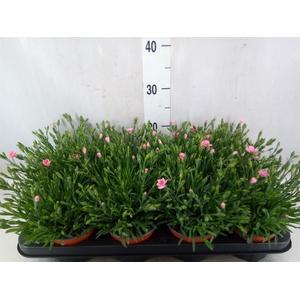 Dianthus  'Diantica Peach Party'