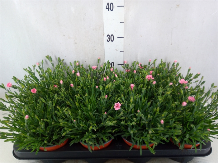 <h4>Dianthus  'Diantica Peach Party'</h4>